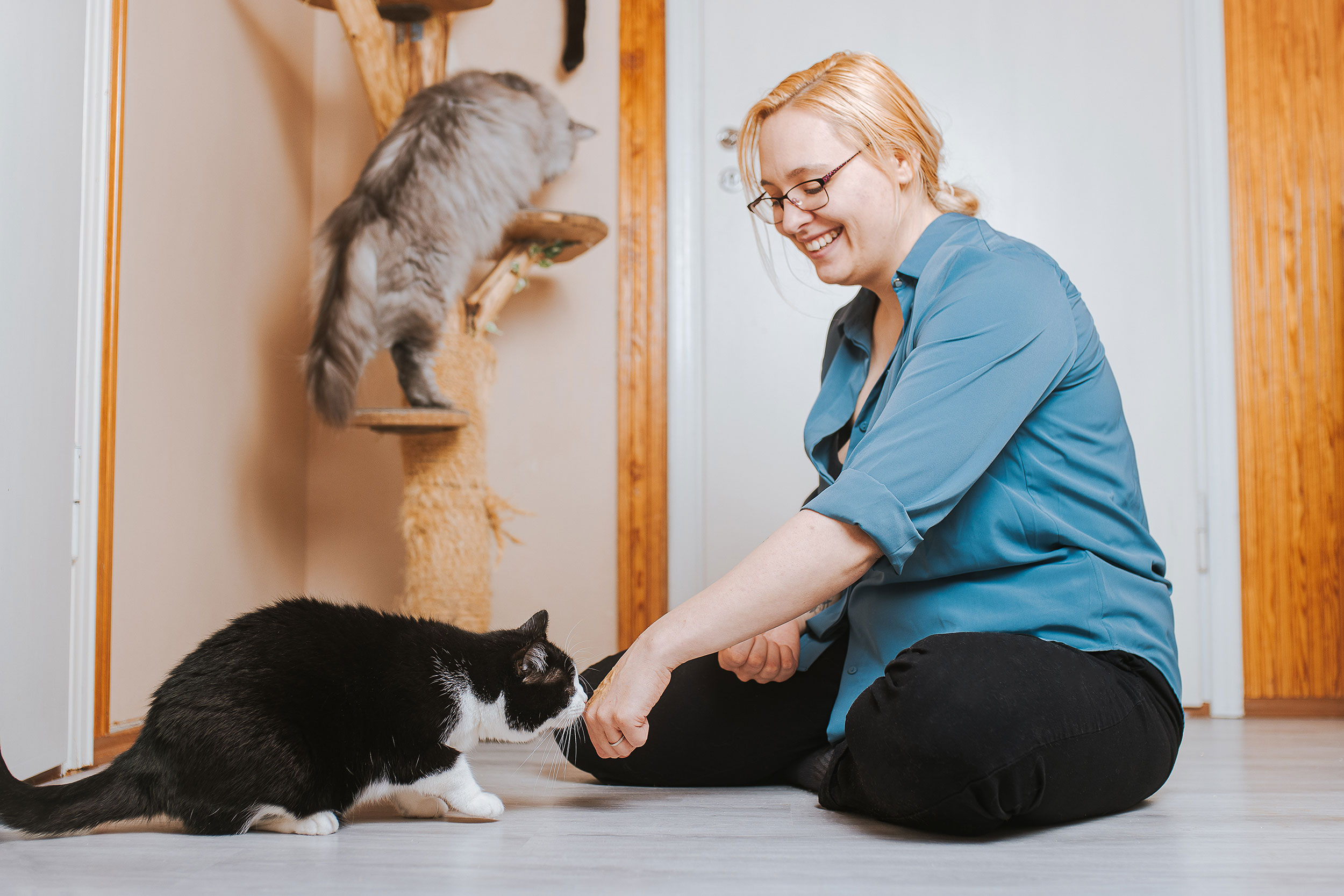 Miten eläintenkouluttaja voi auttaa sinua kissojen käytöshaasteissa?