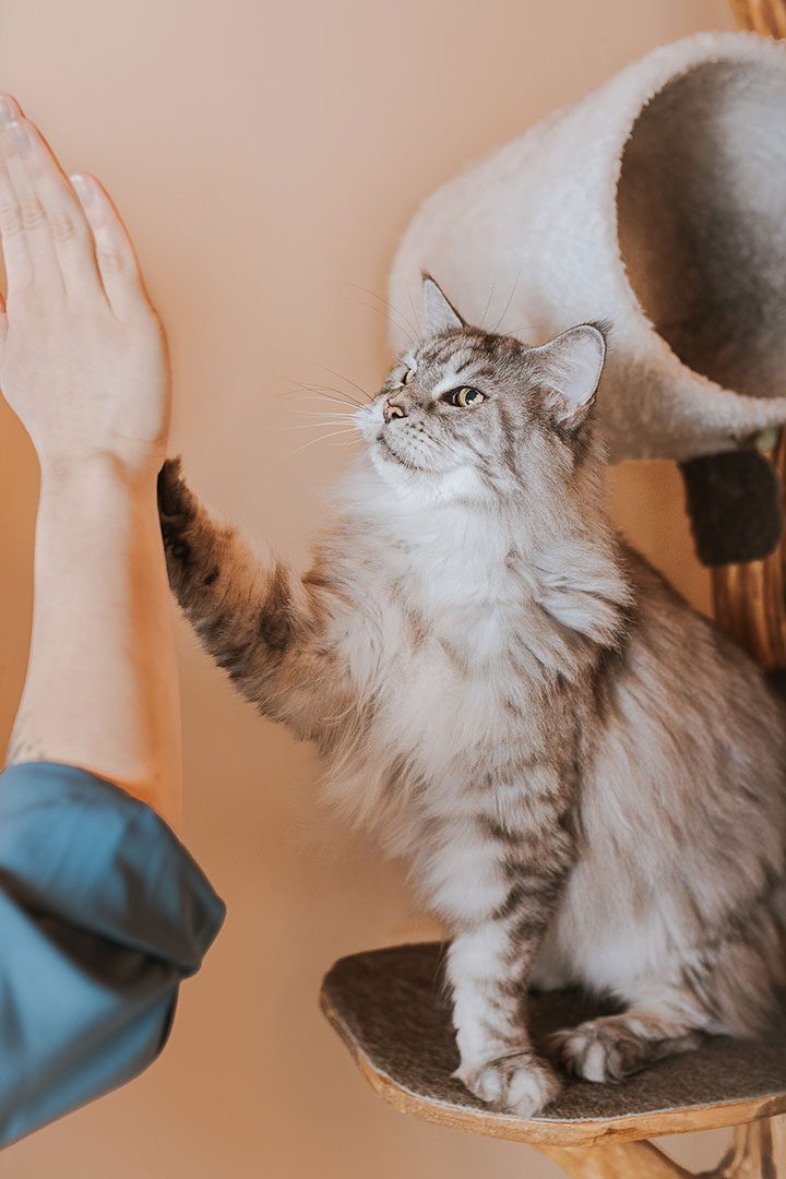 2023-kirppu Kissakouluttaja auttaa arjen haasteissa - asiakaskokemuksia kissakoulutuksesta