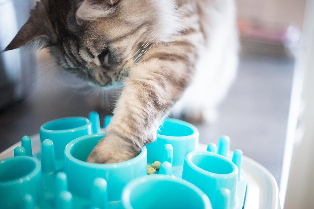Kissan ruokinta aktivointivälineestä hidastaa ruoan syömistä 
