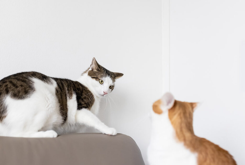 kissaneuvonta-kissat-eivat-tule-toimeen_482812501-1 Monikissatalouden ongelmat: kissat eivät tule toimeen