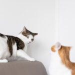 - Kun kissat eivät tule toimeen – miten kissojen välirikkoa selvitellään? | Kissaneuvonta