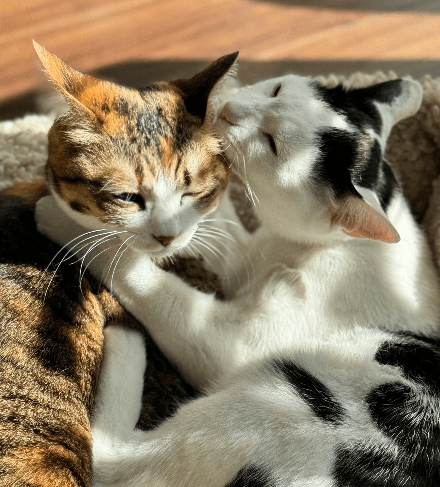 Kissan ripulia voi hoitaa probiooteilla. Kissan ripulia voi hoitaa probiooteilla.