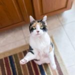 Probiootti kissalle – miksi maitohappobakteerit ovat tärkeä osa kissan hyvinvointia? 1 - Probiootti kissalle – miksi maitohappobakteerit ovat tärkeä osa kissan hyvinvointia? | Kissaneuvonta