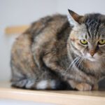 - Kissan ripuli – miten kissan löysää vatsaa hoidetaan? | Kissaneuvonta