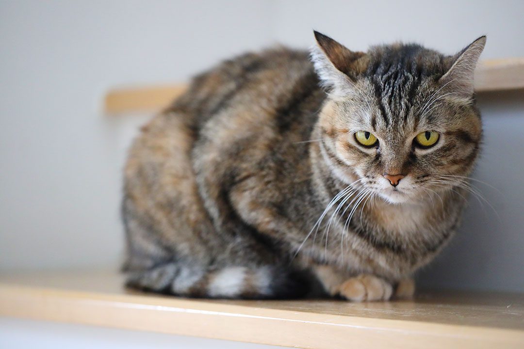 - Kissan ripuli – miten kissan löysää vatsaa hoidetaan? | Kissaneuvonta