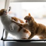 Kissat tappelevat keskenään – mistä se johtuu ja mitä kannattaa tehdä 2 Kissat tappelevat keskenään