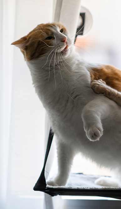 Kissa väistää toista kissaa - Kissat tappelevat keskenään – mistä se johtuu ja mitä kannattaa tehdä | Kissaneuvonta