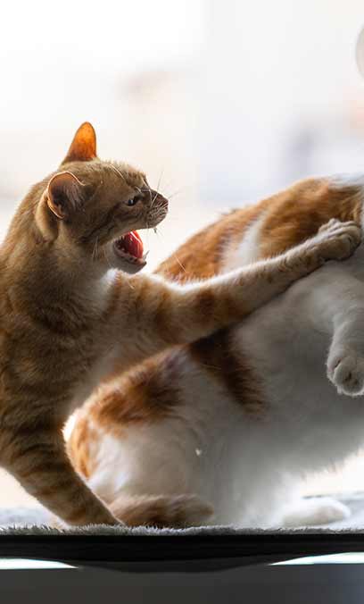 Kissa räppää toista kissaa - Kissat tappelevat keskenään – mistä se johtuu ja mitä kannattaa tehdä | Kissaneuvonta