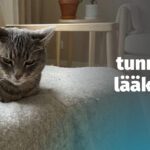 - Webinaari: Kissan kivun tunnistaminen ja lääkkeetön hoito 19.8.2026 | Kissaneuvonta