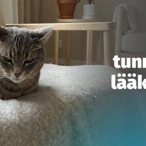 Webinaari: Kissan kivun tunnistaminen ja lääkkeetön hoito 19.8.2026
